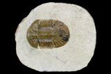 Scabriscutellum Trilobite - Morocco #160774-1